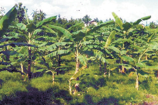 Banana Demonstration (Kipheri)