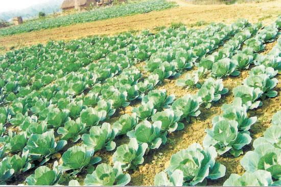 Cabbage Demonstration (Phek)