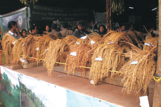 Agriculture Stall