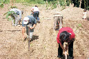 Line Sowing Demonstration (Phek)
